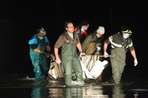 RAVENNA 19/01/2013. OPERAZIONI DI SALVATAGGIO DI UN DELFINO A LIDO DI DANTE